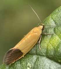 Merocroca