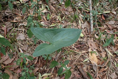 Image of Bushveld Arum (Stylochaeton natalense) by no rights reserved