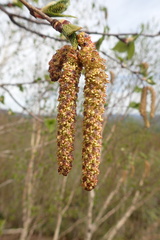 Betula ermanii