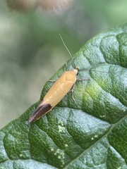 Merocroca