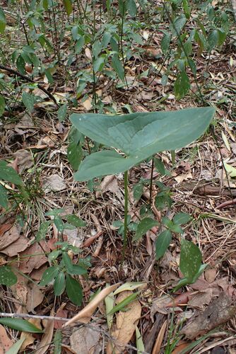 Image of Bushveld Arum (Stylochaeton natalense) by no rights reserved