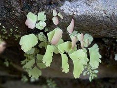 Adiantum tenerum