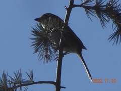 Lanius bucephalus