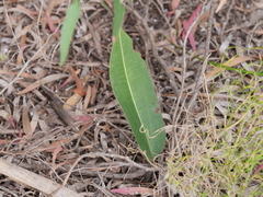 Cryptostylis ovata