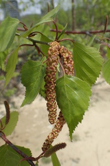 Betula platyphylla