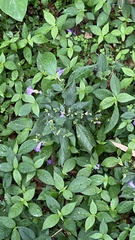 Strobilanthes formosana