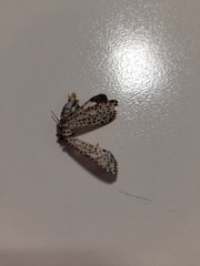 Utetheisa pulchelloides