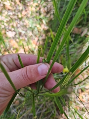 Tricoryne anceps