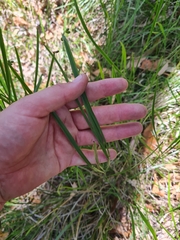 Tricoryne anceps
