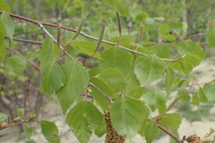 Betula platyphylla