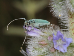 Phytoecia caerulescens