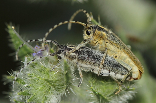 Oxylia argentata