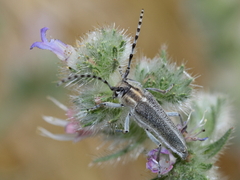 Oxylia argentata