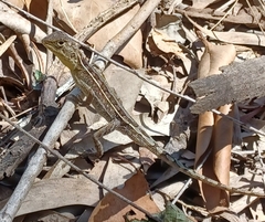 Diporiphora australis