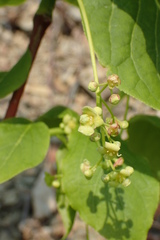 Euonymus macropterus