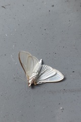 Palpita vitrealis