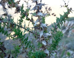 Berkheya cruciata