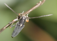 Phytoecia geniculata
