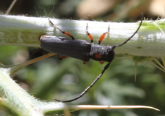 Phytoecia virgula