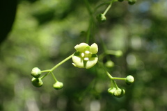 Euonymus macropterus