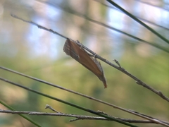 Arotrophora arcuatalis