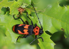 Purpuricenus dalmatinus