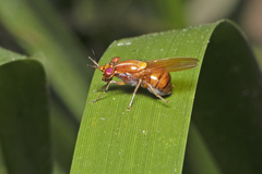 Rhagadolyra handlirschi