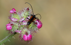 Stenurella bifasciata nigrosuturalis