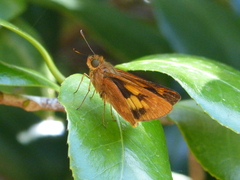 Cephrenes augiades