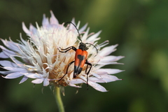 Stictoleptura cordigera