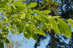 Euonymus macropterus