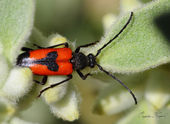 Stictoleptura cordigera