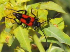 Stictoleptura cordigera