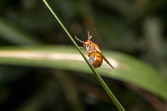 Rhagadolyra handlirschi