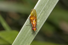 Rhagadolyra handlirschi