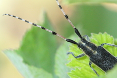 Agapanthia lateralis