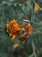 Syntrichalonia