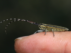 Agapanthia lateralis