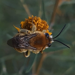 Syntrichalonia