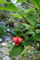 Euonymus sachalinensis