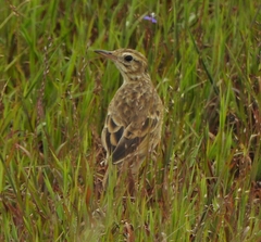 Anthus rufulus