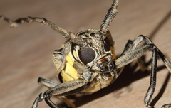 Batocera rufomaculata