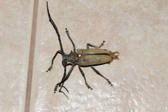 Batocera rufomaculata