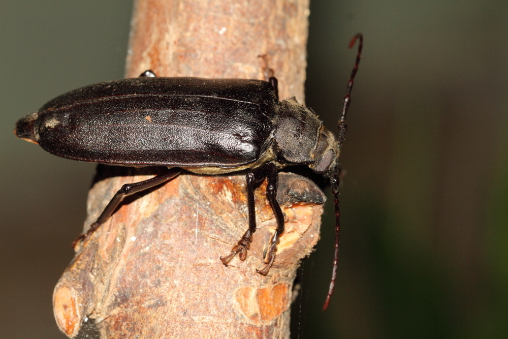 Callergates gaillardoti