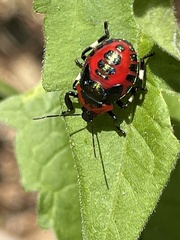 Eocanthecona furcellata