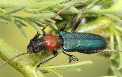 Cartallum ebulinum