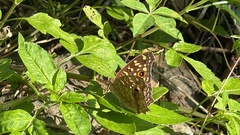 Junonia lemonias aenaria