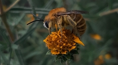 Syntrichalonia