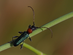 Cartallum ebulinum