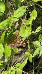 Junonia lemonias aenaria